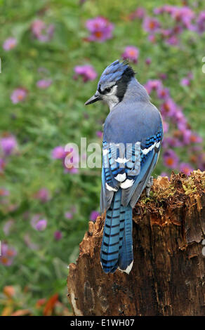 Le Geai bleu, Cyanocitta cristata, perché à l'automne sur un journal, à Saskatoon, Saskatchewan, Canada Banque D'Images