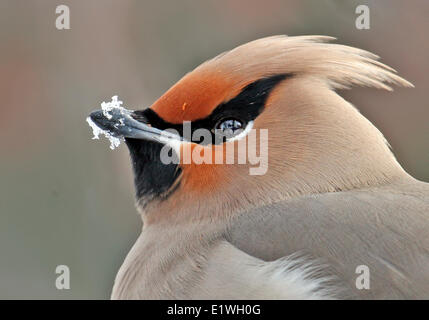 Jaseur boréal Bombycilla garrulus,, portrait, en Saskatchewan, Canada Banque D'Images