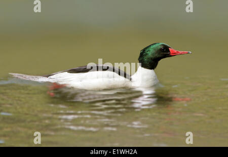 Un homme, Grand Harle Mergus merganser, la natation dans la rivière Waskesiu, parc national de Prince Albert, Saskatchewan, Canada Banque D'Images