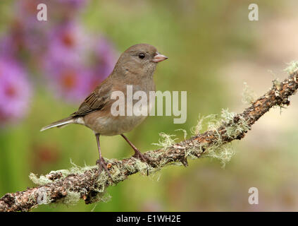 Le Junco ardoisé, Junco hyemalis, perché sur une branche au cours de l'automne, en Saskatchewan, Canada Banque D'Images