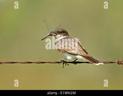 Un tyran tritri (Tyrannus tyrannus) manger une libellule, perché sur les fils barbelés, près de Saskatoon, SK. Banque D'Images