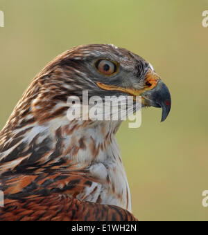 Buse rouilleuse, Buteo regalis, portrait, perché sur un piquet de clôture dans le parc national des Prairies, en Saskatchewan, Canada Banque D'Images