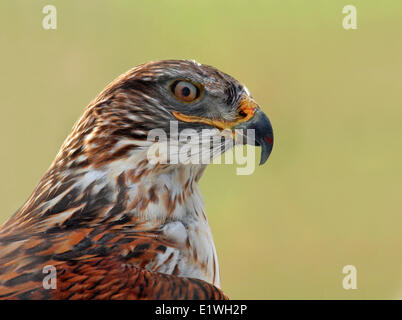 Buse rouilleuse, Buteo regalis, perché sur un poteau de clôture dans le parc national des Prairies, en Saskatchewan, Canada Banque D'Images