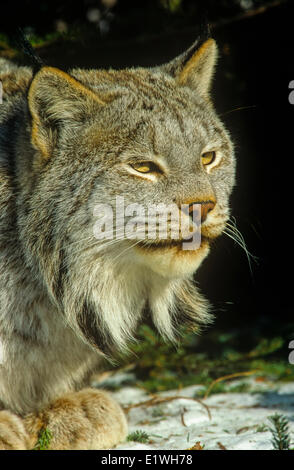 Le Lynx, lynx (Felis), Banque D'Images