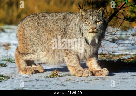 Lynx (Felis lynx), Banque D'Images