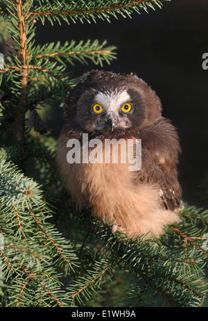 Une petite Nyctale Aegolius acadicus, Poussin, perché dans un sapin à Prince Albert, Saskatchewan, Canada Banque D'Images