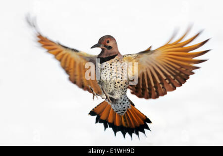 Un homme, le Pic flamboyant Colaptes auratus, en vol à Saskatoon, Saskatchewan, Canada Banque D'Images