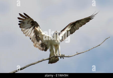 Un balbuzard pêcheur, Pandion haliaetus, atterrit sur une branche d'arbre à Saskatoon, Saskatchewan, Canada Banque D'Images