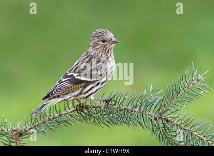 Un Tarin des pins, Spinus pinus, perché sur une branche d'épinette en Saskatchewan, Canada Banque D'Images