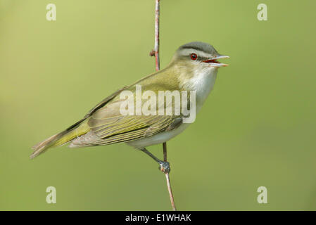 Un Viréo aux yeux rouges, Vireo olivaceus, perché sur une branche à Saskatoon, Saskatchewan Banque D'Images