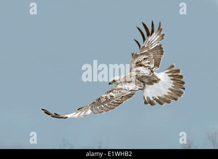 Une Buse pattue Buteo lagopus,, glisse sur un champ en Saskatchewan, Canada Banque D'Images