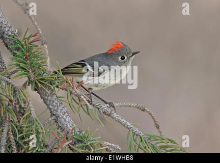 Roitelet à couronne rubis, Regulus calendula, affichage sur une épinette en Saskatchewan. Banque D'Images