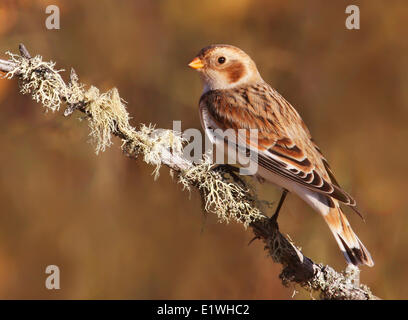 Un Bruant des neiges, Plectrophenax nivalis, perché sur une branche au Parc National de Prince Albert, à l'automne, en Saskatchewan Banque D'Images