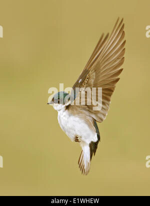 Hirondelle bicolore Tachycineta bicolor, planant en Saskatchewan, Canada Banque D'Images