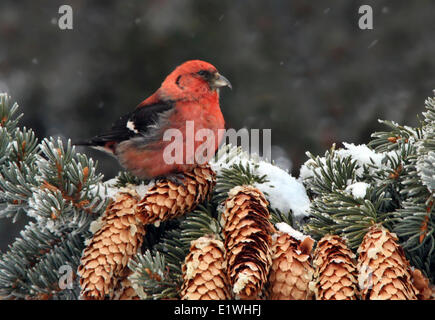 Bec-croisé à ailes blanches, homme, Loxia leucoptera, perché dans un sapin, à Saskatoon (Saskatchewan) Banque D'Images