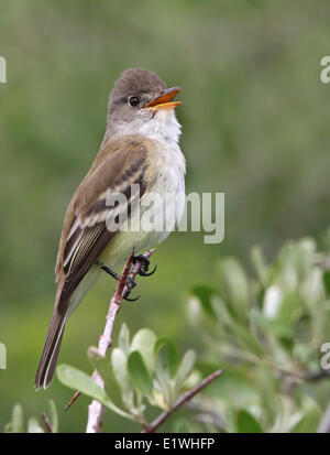 Un Moucherolle des saules, Empidonax traillii, chante de Wolf Willow au parc provincial de Saskatchewan Landing, en Saskatchewan Banque D'Images