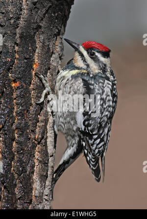 Une femelle Pic maculé, Sphyrapicus varius, manger sève d'un arbre à Saskatoon, Saskatchewan Banque D'Images