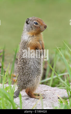 Columbian (Urocitellus columbianus) dans son terrier à Jasper National Park, Alberta Banque D'Images