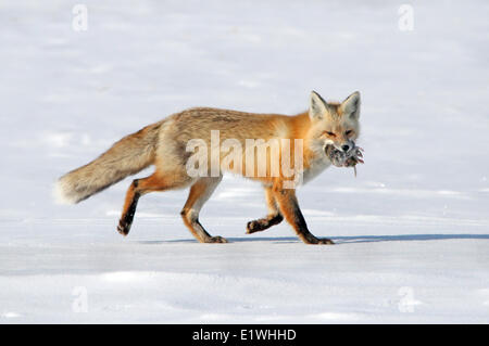 Le renard roux (Vulpes vulpes) et le gaufre gris près de Saskatoon, Saskatchewan Banque D'Images