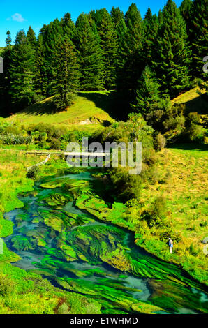 Fleuve Waihou Nouvelle-zélande Fising truite des ruisseaux du printemps Banque D'Images