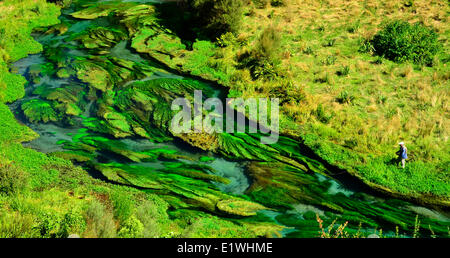 Fleuve Waihou Nouvelle-zélande Fising truite des ruisseaux du printemps Banque D'Images