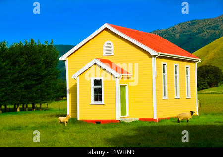 Des moutons paissant sur des motifs School House, Île du Sud, Nouvelle-Zélande Banque D'Images