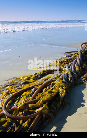 Bull Kelp, Nereocystis, plage Wickaninnish, dans le parc national Pacific Rim près de Tofino, Colombie-Britannique, Canada Banque D'Images