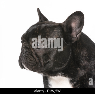 Bouledogue français mâle - 1 an Banque D'Images