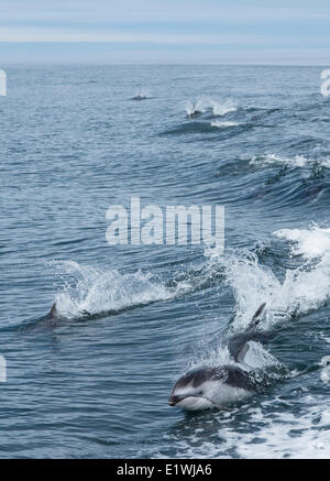 Dauphin à flancs blancs du Pacifique Lagenorhynchus obliquidens, très actif, un dauphin, British Columbia, Canada Banque D'Images