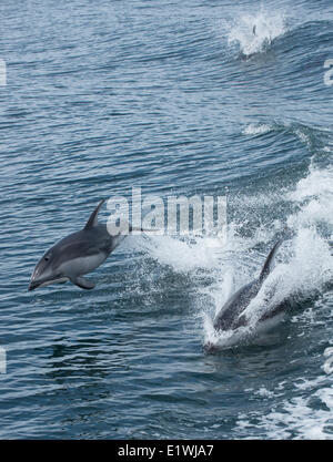 Dauphin à flancs blancs du Pacifique Lagenorhynchus obliquidens, très actif, un dauphin, British Columbia, Canada Banque D'Images