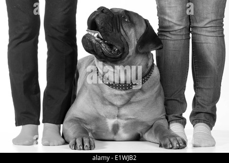 Bullmastiff portant à côté de son propriétaire pieds sur fond blanc Banque D'Images