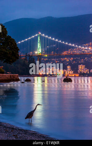 Le Grand Héron et le pont Lions Gate, Vancouver, C.-B., Canada. Banque D'Images