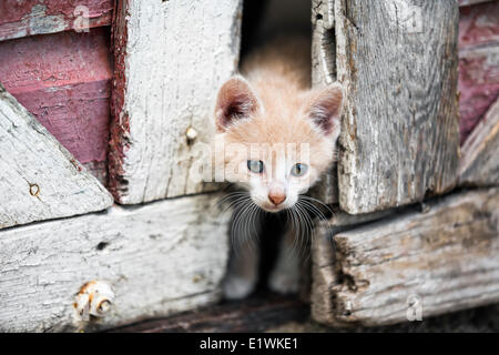 Kitten peeking through portes de grange, Manitoba, Canada Banque D'Images