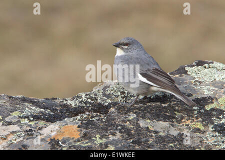 Diuca-Finch à ailes blanches (Diuca speculifera) perché sur un rocher en Bolivie, l'Amérique du Sud. Banque D'Images