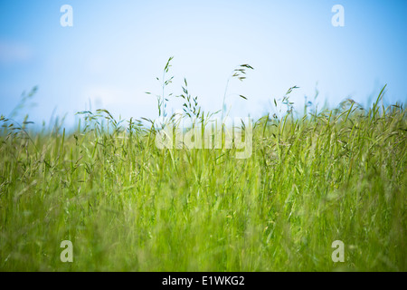 Fresh green meadow grass avec ciel bleu pur dans le Somerset UK Banque D'Images