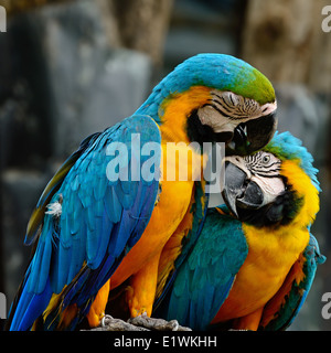 Amoureux de l'ara bleu et or coloré volière, assis sur le log Banque D'Images