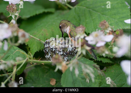 Bruant a deux bébé oiseau de ronflement (Selasphorus rufus) oiseaux dans le nid .Ladner, Colombie-Britannique Banque D'Images