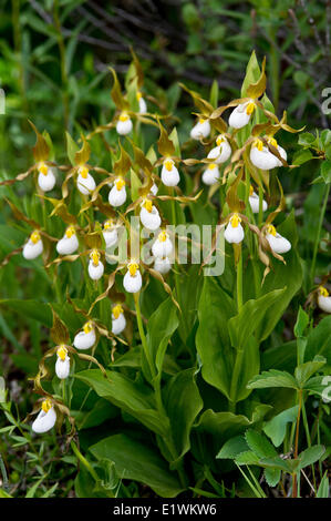 Mountain Lady's Slipper, cypripedium montanum Banque D'Images