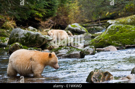 L'ours Kermode, 'esprit', ursus americanus kermodei, la forêt pluviale de Great Bear, en Colombie-Britannique Banque D'Images