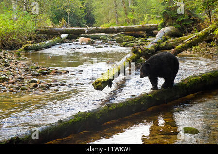 L'ours Kermode, 'esprit', ursus americanus kermodei, et l'Ours noir Ursus americanis, la forêt pluviale de Great Bear, en Colombie-Britannique Banque D'Images