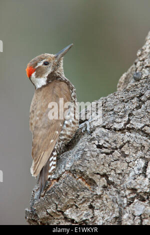 Pic chevelu (Picoides Arizona arizonae) perché sur une branche dans le sud de l'Arizona, USA. Banque D'Images