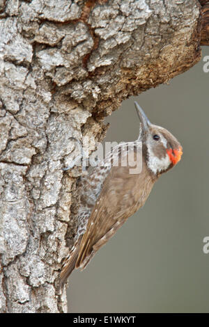 Pic chevelu (Picoides Arizona arizonae) perché sur une branche dans le sud de l'Arizona, USA. Banque D'Images