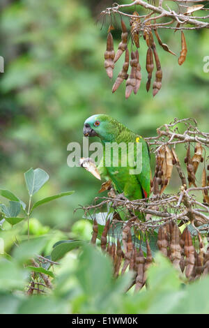 À front bleu (Amazona aestiva) Amazon perché sur une branche en Bolivie, l'Amérique du Sud. Banque D'Images