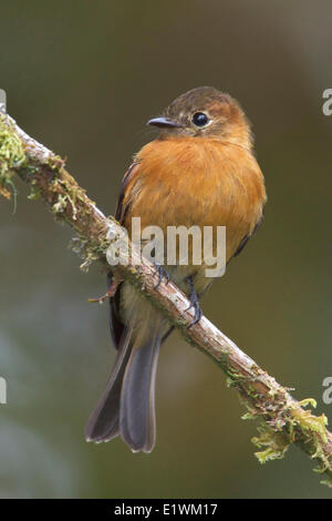 Moucherolle cannelle (Pyrrhomyias cinnamomea) perché sur une branche en Equateur, l'Amérique du Sud. Banque D'Images