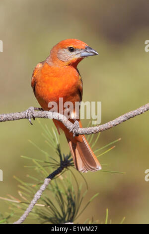 Tangara hépatique (Piranga flava) perché sur une branche dans le sud de l'Arizona, USA. Banque D'Images