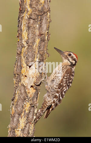 Pic à échelle (Picoides scalaris) perché sur une branche dans le sud de l'Arizona, USA. Banque D'Images