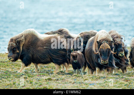 Boeuf musqué (Ovibos moschatus) troupeau, île Victoria, Nunavut, Canada l'Arctique Banque D'Images