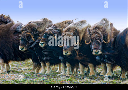 Boeuf musqué (Ovibos moschatus) troupeau, île Victoria, Nunavut, Canada l'Arctique Banque D'Images