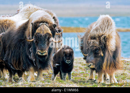 Boeuf musqué (Ovibos moschatus) troupeau, île Victoria, Nunavut, Canada l'Arctique Banque D'Images