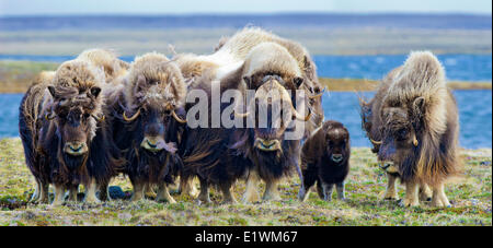 Boeuf musqué (Ovibos moschatus) troupeau, île Victoria, Nunavut, Canada l'Arctique Banque D'Images